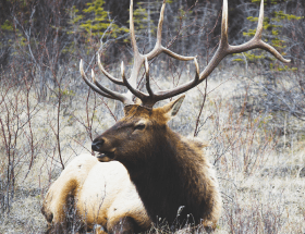 A LA DÉCOUVERTE DU BRAME DU CERF